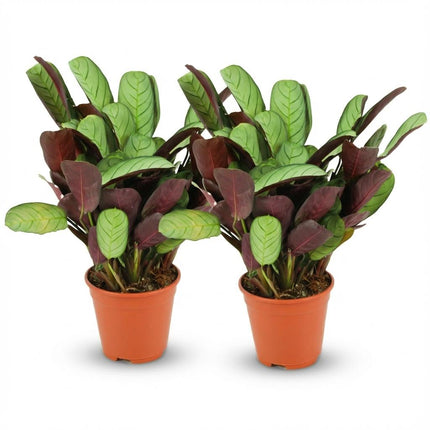 Ctenanthe Amagris - ↕25-35cm - Ø14cm - 2x