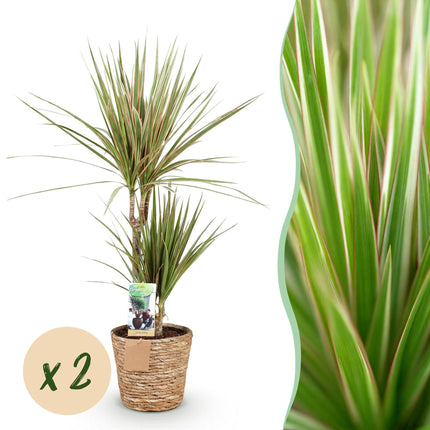 Dracaena Sunray - Arbre Dragon - avec panier - ↕70-75cm - Ø17cm - 2x
