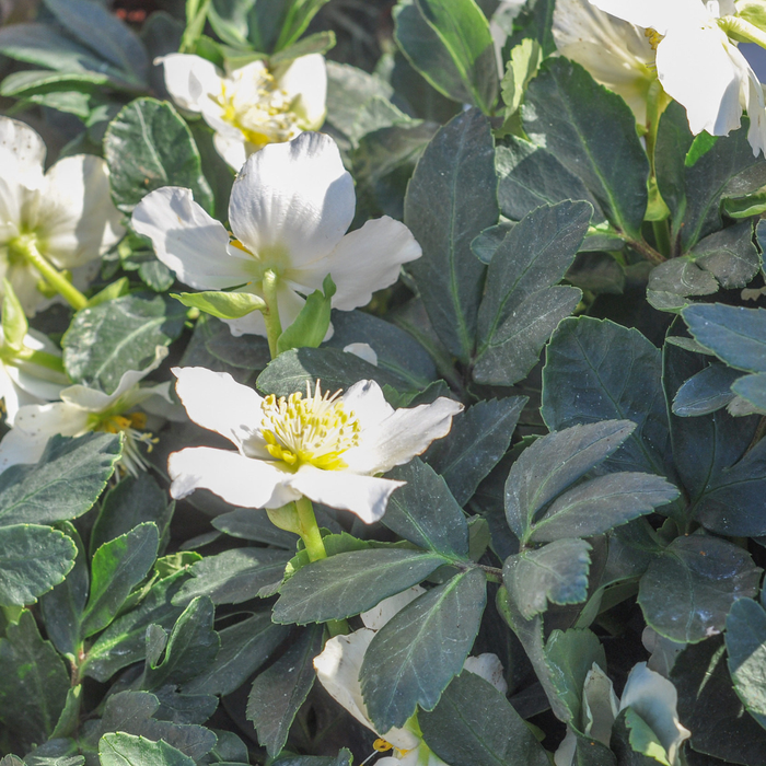12x Helleborus orientalis - ↕10-25cm - Ø9cm