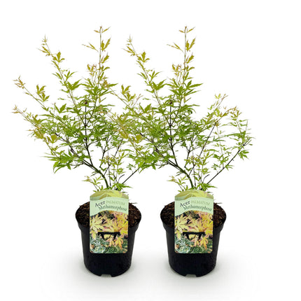 Japanse Esdoorn - Acer palmatum Methamorphosa - Groen - ↕70cm - Ø19cm - 2x