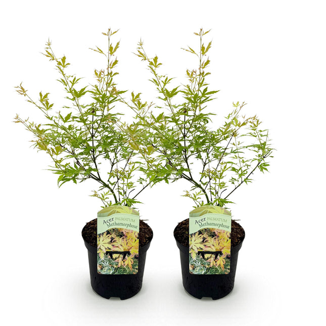 Japanese Maple - Acer palmatum Methamorphosa - Green - ↕70cm - Ø19cm - 2x
