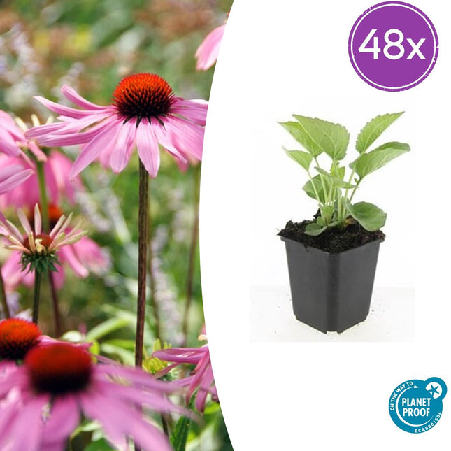 Echinacea Purpurea 'Magnus' - Zonnehoed - ↕10-25cm - Ø9cm - 48x