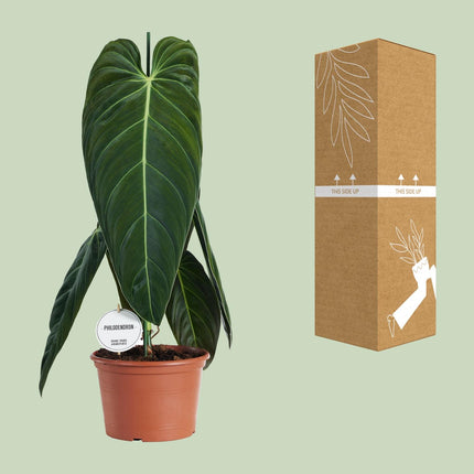 Philodendron Melanochrysum - ↕75cm - Ø21cm