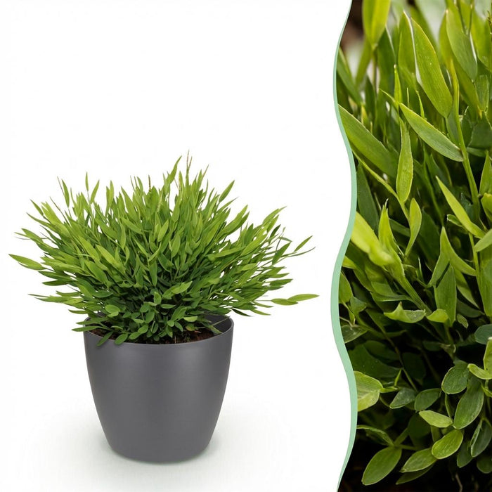 Bamusa Pogonatherum Monica - Bamboegras - met grijze plantenpot - ↕20cm - Ø12cm