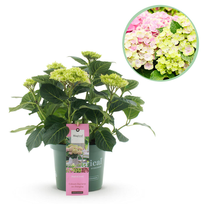 Terrasplant - Hortensia - Hydrangea Magical Jewel Pink - Roze - 6-10 Bloemen - Pot 23cm Hoogte 55cm