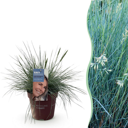 Festuca glauca Intens Blå - Blå - ↕50cm - Ø17cm