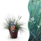 Blauw Siergras