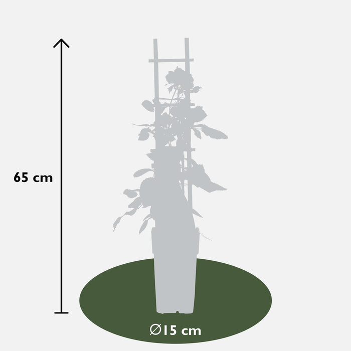 Rosa mix - ↕65cm - Ø15cm - 3x