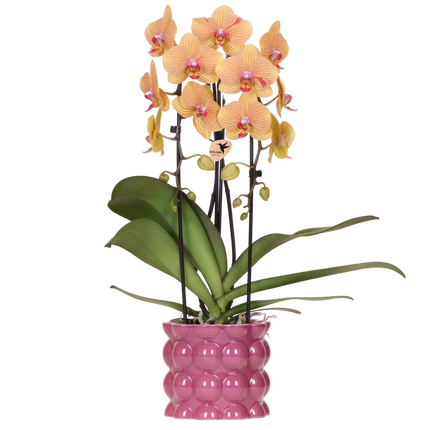 Kolibri Orchids | Oranje-Roze Phalaenopsis Orchidee - Niagara Fall Sunny Bunny in Cotton Sierpot Paars - Ø12 cm