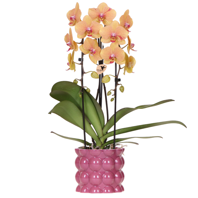 Kolibri Orchids | Oranje-Roze Phalaenopsis Orchidee - Niagara Fall Sunny Bunny in Cotton Sierpot Paars - Ø12 cm