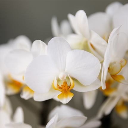 Plant gift good luck | Lausanne orchid with pot, card & gift bag