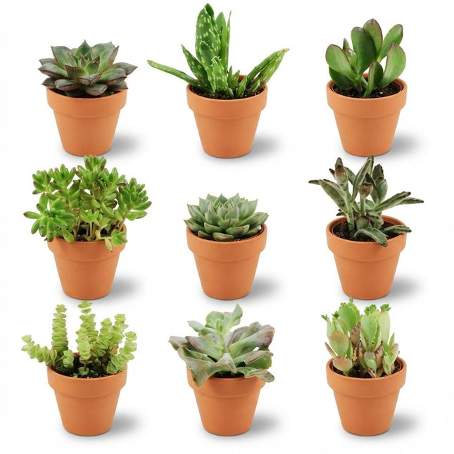 Mélange de mini-succulentes - ↕5-10 cm - Ø8,1 cm - Pots en terre cuite - 9x