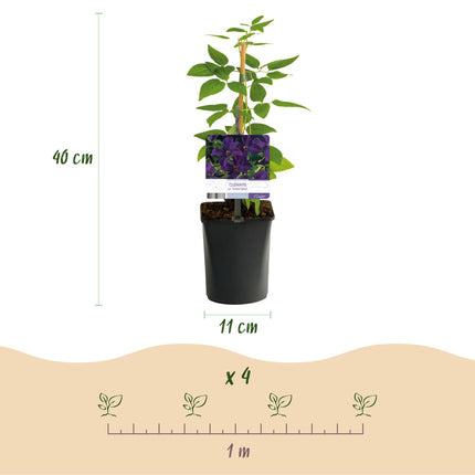 Clematis vit. Polish Spirit - Clematis - Fiore rosa - ↕40cm - Ø11cm - 2x
