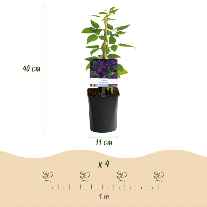 Clematis vit. Polish Spirit - Bosrank - Bloem Roze  - ↕40cm - Ø11cm - 2x