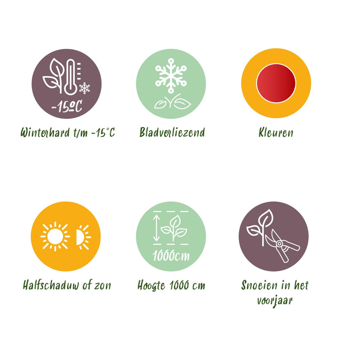 Cercidiphyllum japonicum - Groen 3 Planten - Bladverliezend - Weinig Onderhoud - Pot 12cm Hoogte 35cm