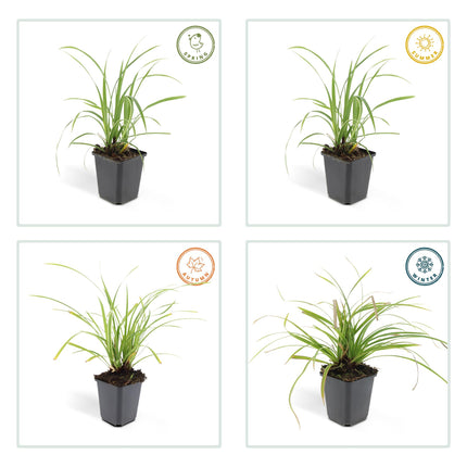 Carex morrowii 'Ice Dance' - Laîche - ↕10-25cm - Ø9cm - 12x
