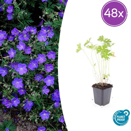 Geranium 'Johnson's Blue' - Ooievaarsbek - ↕10-25cm - Ø9cm - 48x