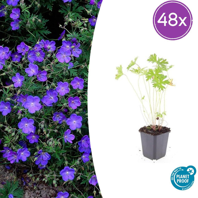 Geranium 'Johnson's Blue' - Ooievaarsbek - ↕10-25cm - Ø9cm - 48x