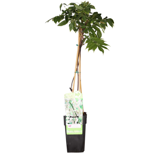 Wisteria floribunda Alba - White Wisteria - ↕65cm - Ø15cm
