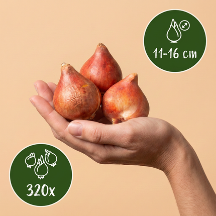 120x Tulipa Candy Purple Prince mix - Bloembollen - Tulp Candy Purple Prince mix - Diversen - Voorjaarsbloeier - Bolmaat 11/12