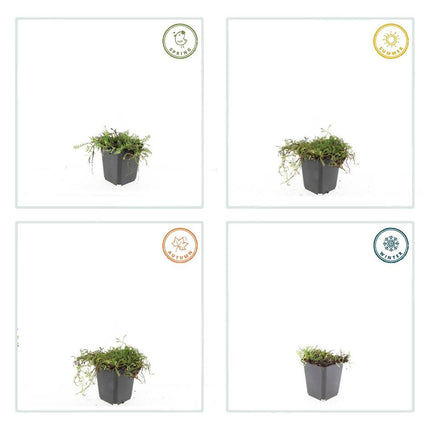 Leptinella Squalida – Kupferknopf – ↕10–25 cm – Ø9 cm – 60 Stück