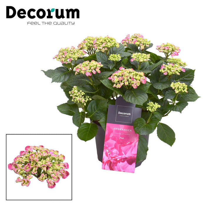 Hortensia - Hydrangea Curly Wurly Roze 9-15 Bloemen - ↕50cm - Ø23cm