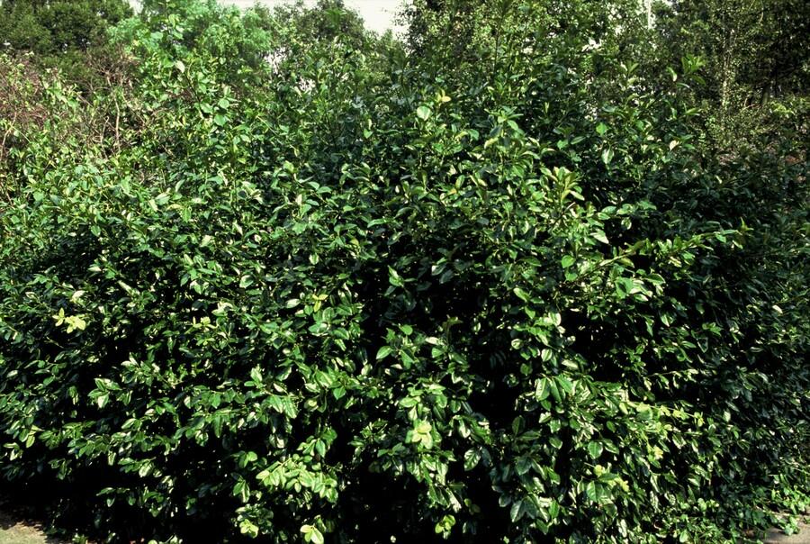 Euonymus fortunei 'Coloratus' - Japanse Kardinaalsmuts - ↕10-25cm - Ø9cm - 60x