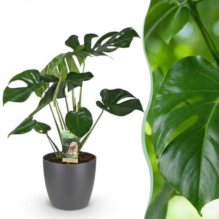 Monstera Deliciosa - Gatenplant - met grijze plantenpot - ↕70-80cm - Ø21cm
