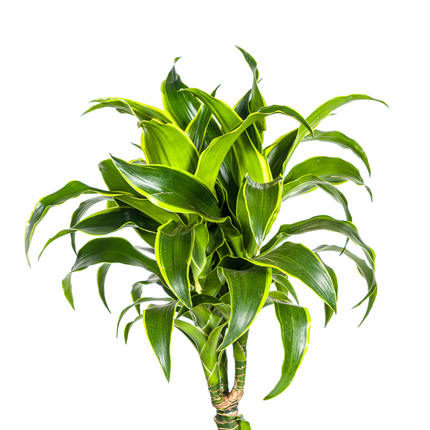 Dracaena Deremensis Dorado with basket - ↕120-140cm - Ø24cm