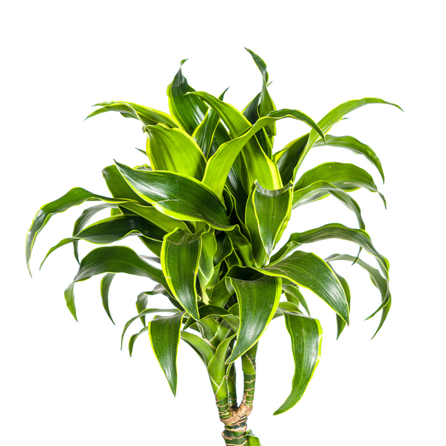 Dracaena Deremensis Dorado met mand - ↕120-140cm - Ø24cm
