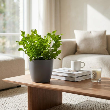Asplenium Crispy Wave - met grijze pot - ↕30cm - Ø12cm