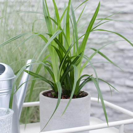 Carex morrowii 'Irish Green' - ↨30cm - Ø14 - 3x