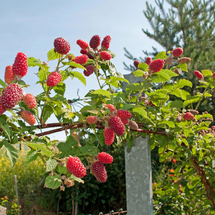 Fruitplant - Taybes - Rubus Tayberry  - Rode Vrucht - 2 planten -  Pot 11cm Hoogte 40cm