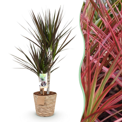 Dracaena magenta - Arbre dragon - avec panier - Pot de 17 cm - Hauteur 70-80 cm