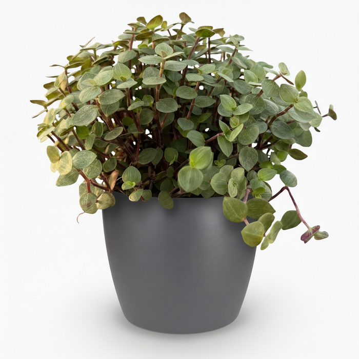 Callisia repens - Turtle plant - with grey plant pot - ↕15-20cm - Ø12cm