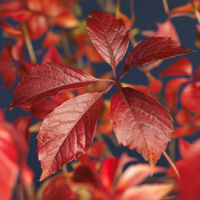 Wilde Wingerd - Parthenocissus Engelmannii - Blad Groen later Rood - ↕40cm - Ø11cm - 2x