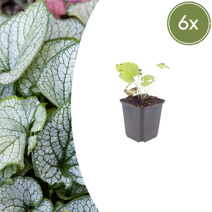 Brunnera macrophylla 'Jack Frost' - Caucasian forget-me-not - ↕10-25cm - Ø9cm - 6x