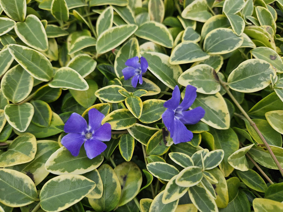 Vinca minor 'Aureovariegata' - Kleine Maagdenpalm - ↕10-25cm - Ø9cm - 20x