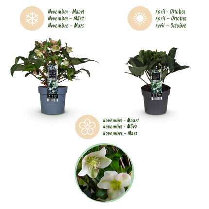 Lenzrose (Helleborus diamfire) – Grüne Blüte – Topf 19 cm, Höhe 40 cm
