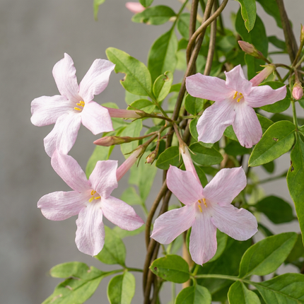 Jasminum stephanense - Roze jasmijn 6x - Roze - Klimplant - Ø9cm - ↕35cm