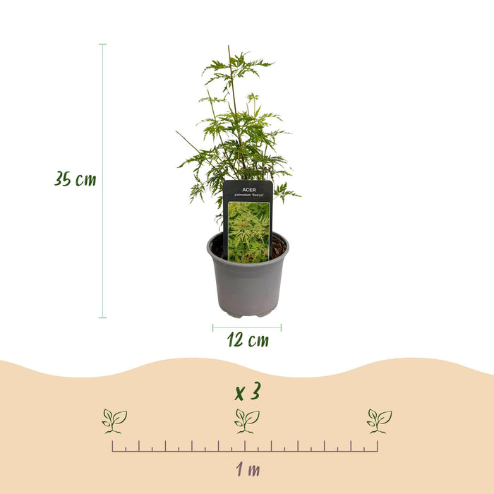 Japanse Esdoorn - Acer Palmatum Seiryu - ↕35cm - Ø12cm