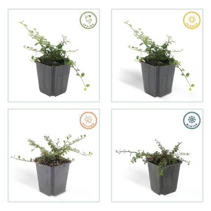 Cotoneaster Procumbens 'Streib's Findling' - Kruipende dwergmispel - ↕10-25cm - Ø9cm - 24x