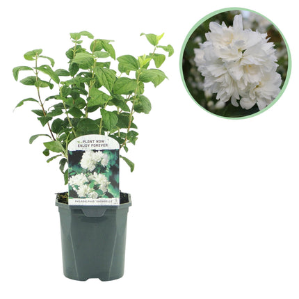 Pfeifenstrauch (Philadelphus Snowbelle) – Weiße Blüten – 1 Pflanze – Laubabwerfend – Ø 17 cm – ↕ 45 cm