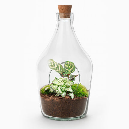 Terrarium ouvert Joss - Calathea Makoyana &amp; Fittonia White Tiger - ↕30cm
