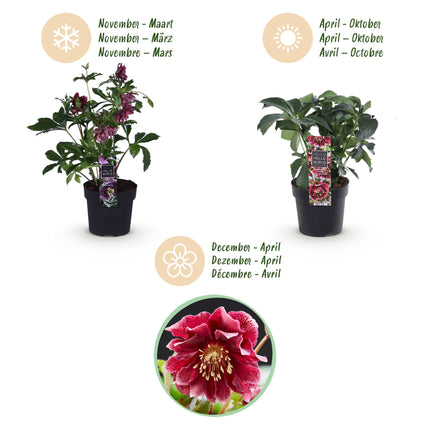 Rosa de primavera - Helleborus orientalis Double Ellen Red - Flor roja - ↕35cm - Ø14cm - 2x