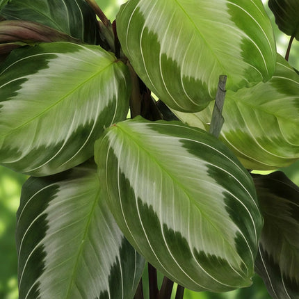 Maranta Fascinator Silverband - Gebedsplant - ↕30-35cm - Ø12cm - 2x