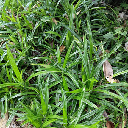 Carex morrowii Irish Green - Zegge - Groen & Geel - ↕50cm - Ø17cm - 4x