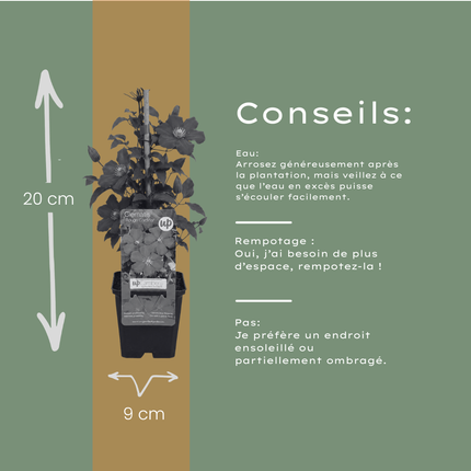 Clematis ‘Rouge Cardinal’ 6x – P9 pot – prachtige rood bloeiende klimplant