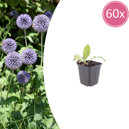 Kugletidsel - Echinops ritro - ↕10-25cm - Ø9cm - 60x