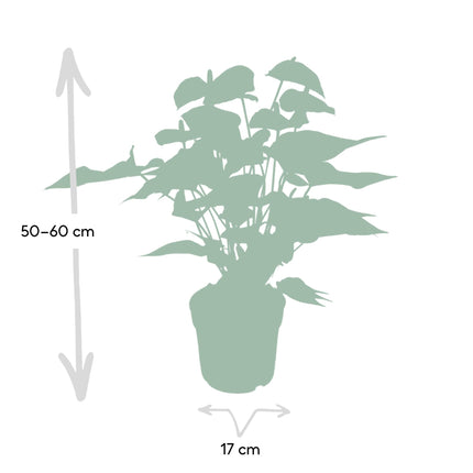 Anthurium Red - ↕55cm - Ø17cm
